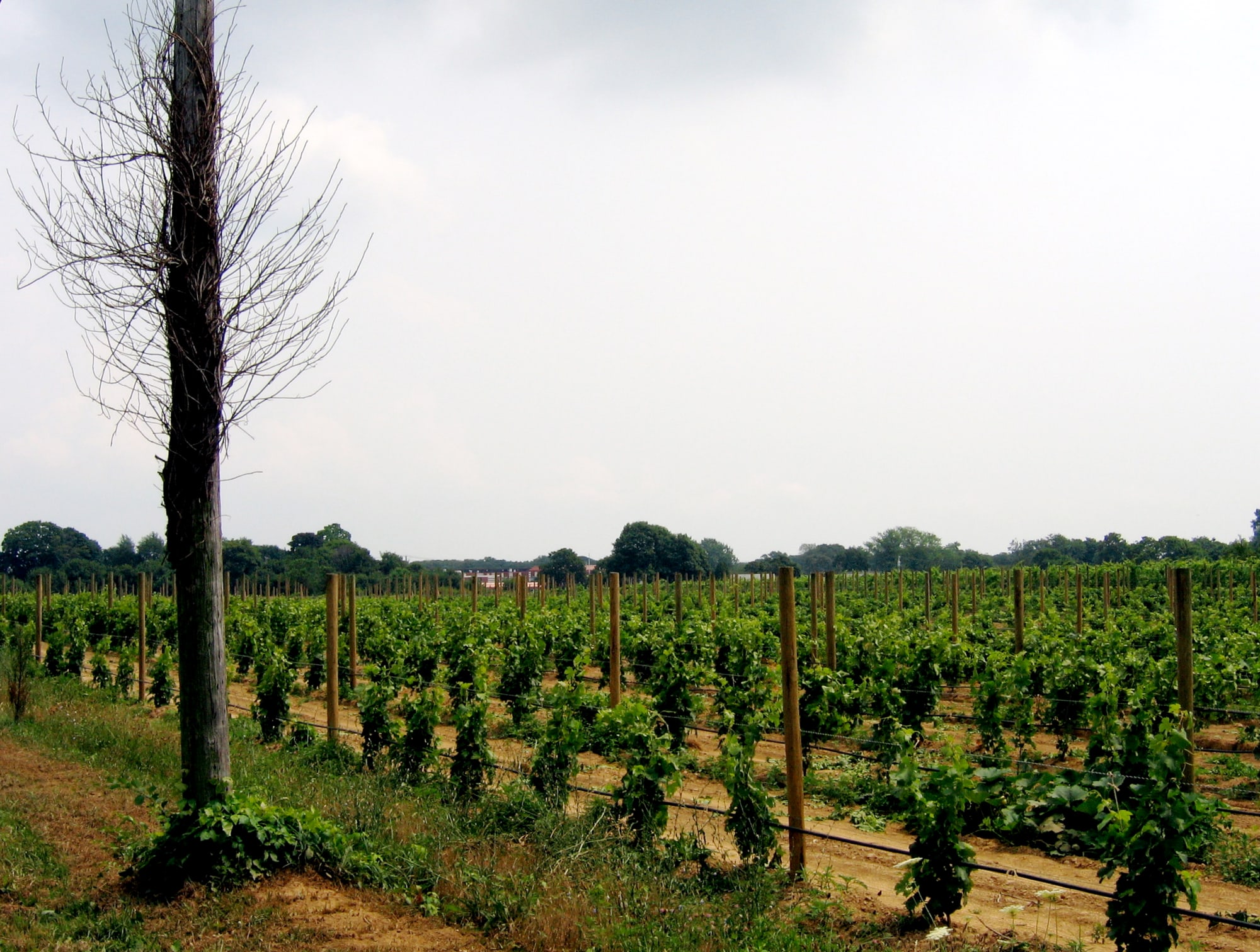 Vineyard in Cutchogue, North Fork, Long Island