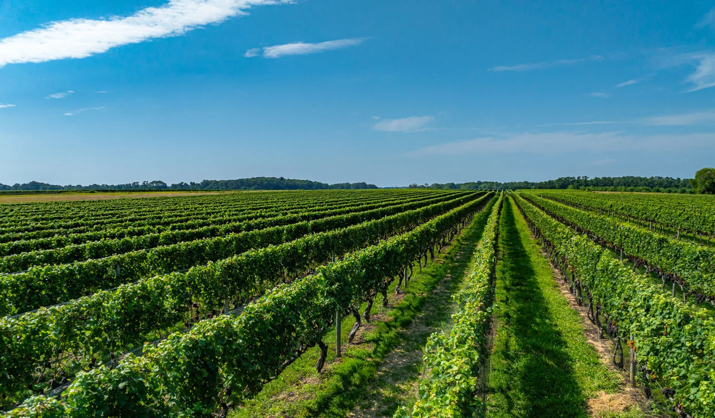 The Lenz vineyard in Peconic